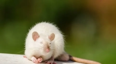 Câți șobolani sălbatici și de casă trăiesc fără alimente și fără apă